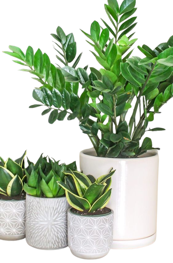 Low Light Indoor Plants: Bringing Greenery to Dim Spaces