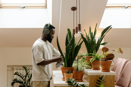 Indoor Plant Care: Essential Tips for Thriving Houseplants