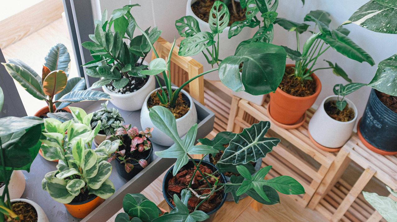 Shop Easy Care Houseplants