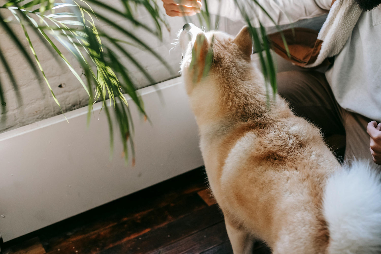 Shop Pet-Friendly Plants