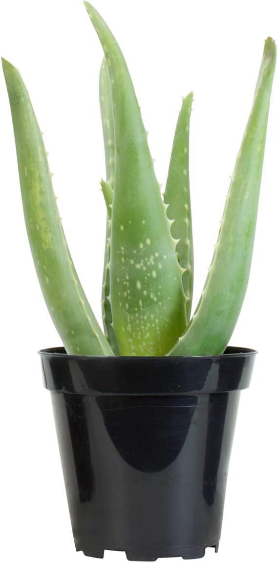 Aloe Vera (Aloe, Medicinal aloe, Indian Aloe and Burn Aloe)