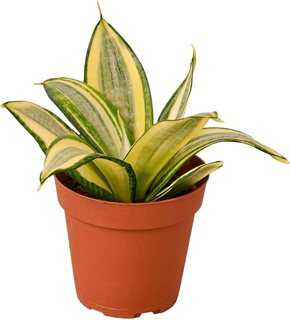 Sansevieria ‘Golden hahnii’