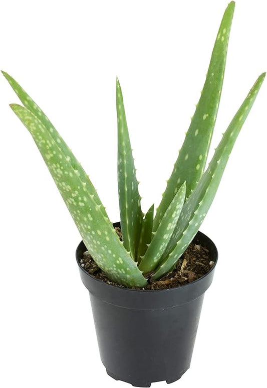 Aloe Vera (Aloe, Medicinal aloe, Indian Aloe and Burn Aloe)