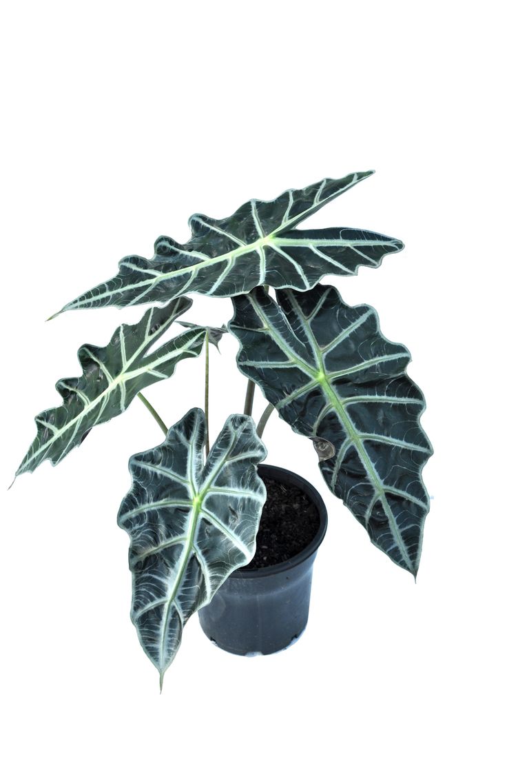 Alocasia 'Polly'