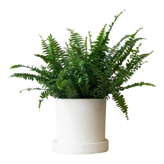 Nephrolepis exaltata ‘Bostoniensis’ (Boston fern)