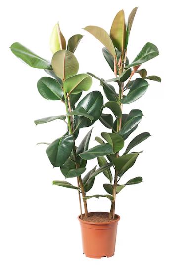 Ficus robusta (Rubber plant)