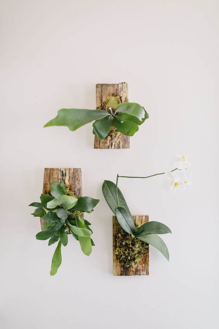 Platycerium bifurcatum (Staghorn fern)