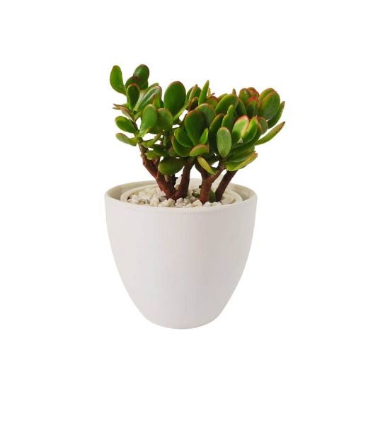 Crassula ovata (Jade plant)