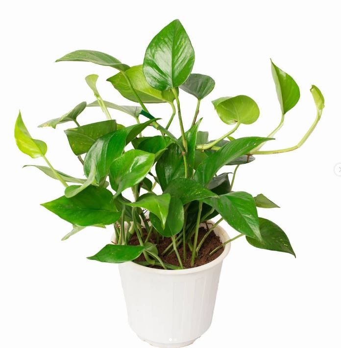 Epipremnum aureum (Money plant)