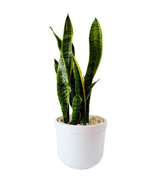 Sansevieria trifasciata (Snake plant)