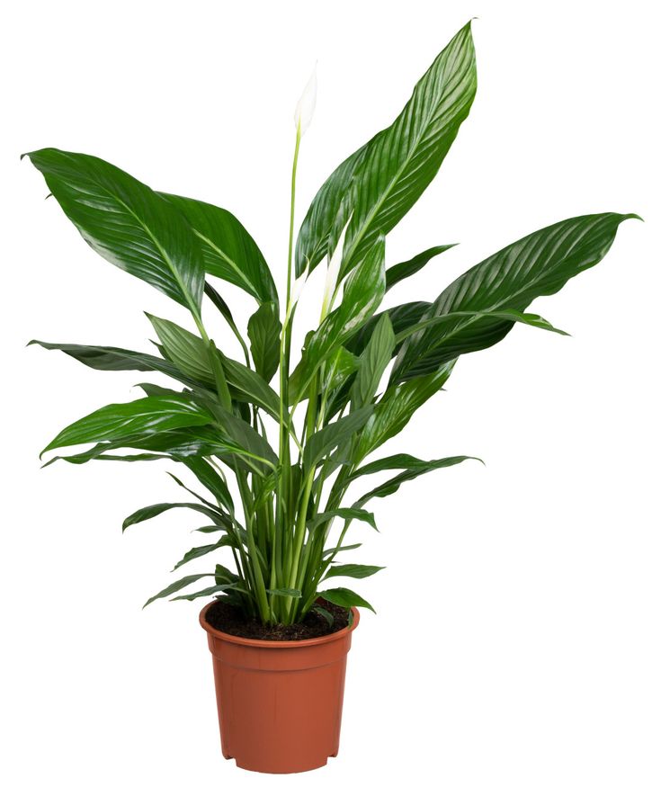 Spathiphylum walisii (Peace Lily)