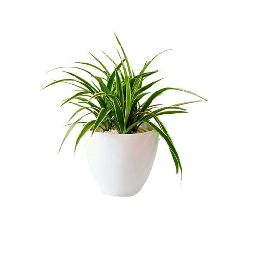 Chlorophytum comosum (Spider plant)