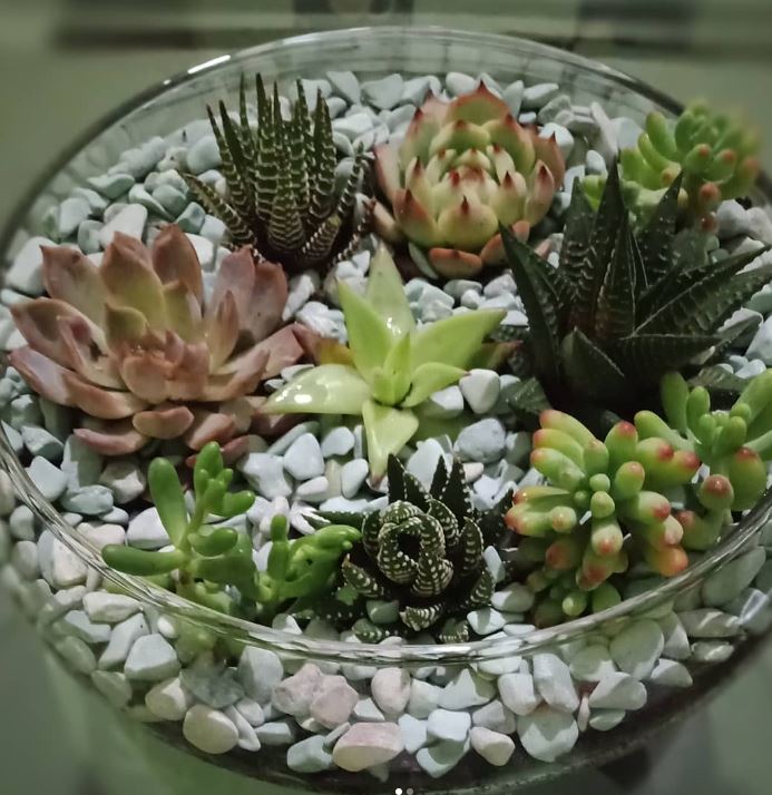 Succulent Terrarium