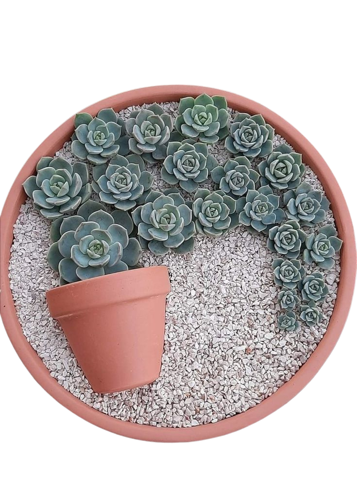 Cluster of succulents (Echeverias)