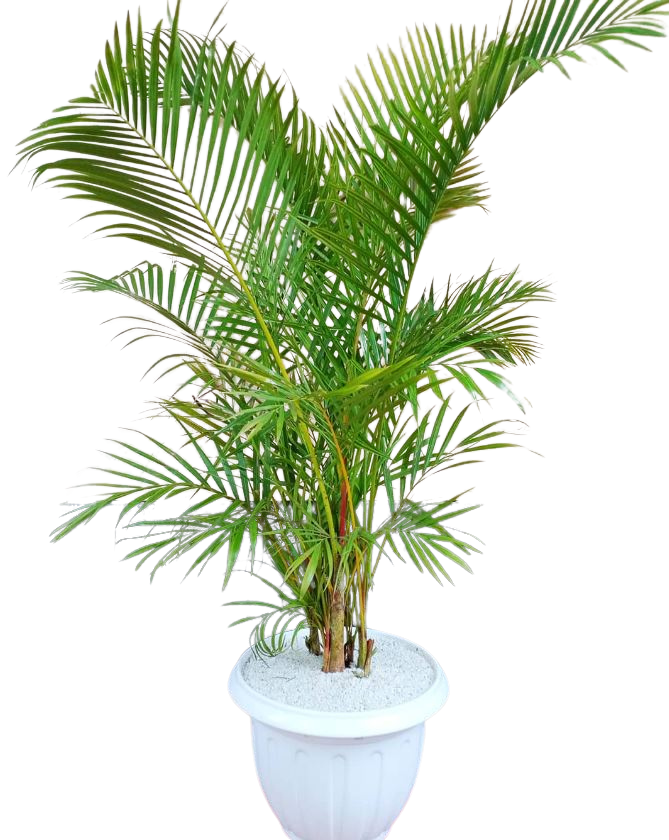 Dypsis lutescens (Areca palm)