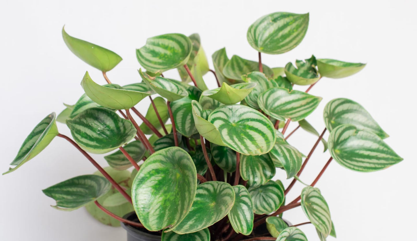 Peperomia argyreia (Watermelon Peperomia)