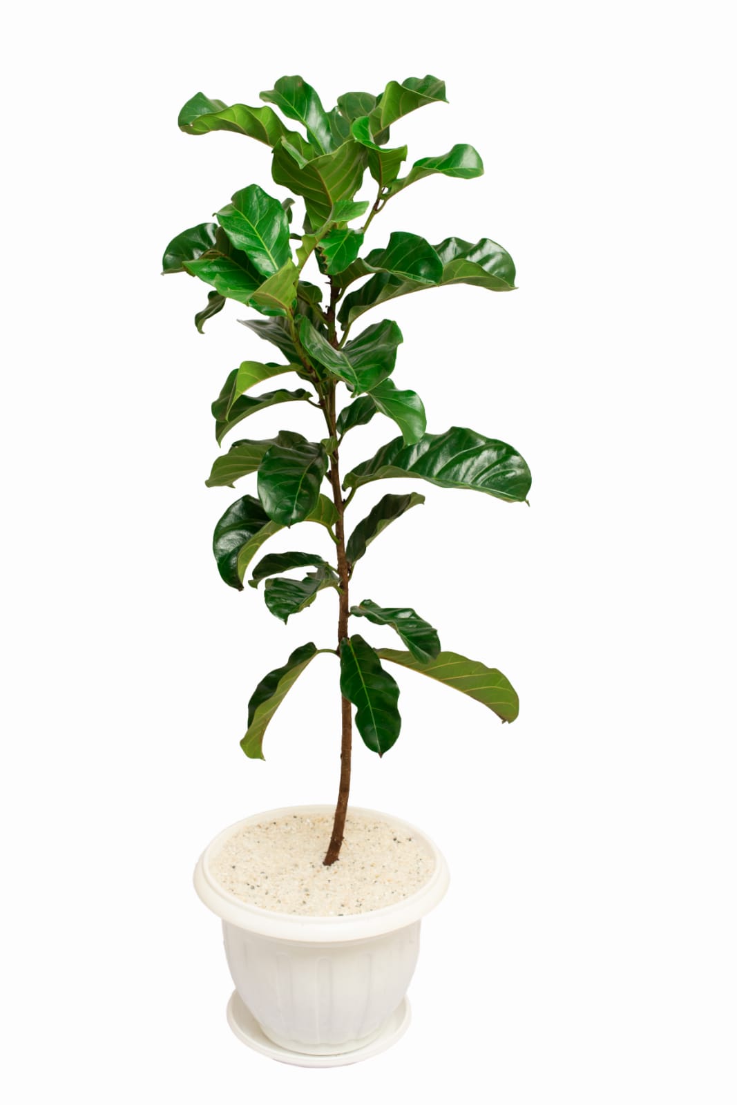 Ficus lyrata (Fiddle leaf fig)