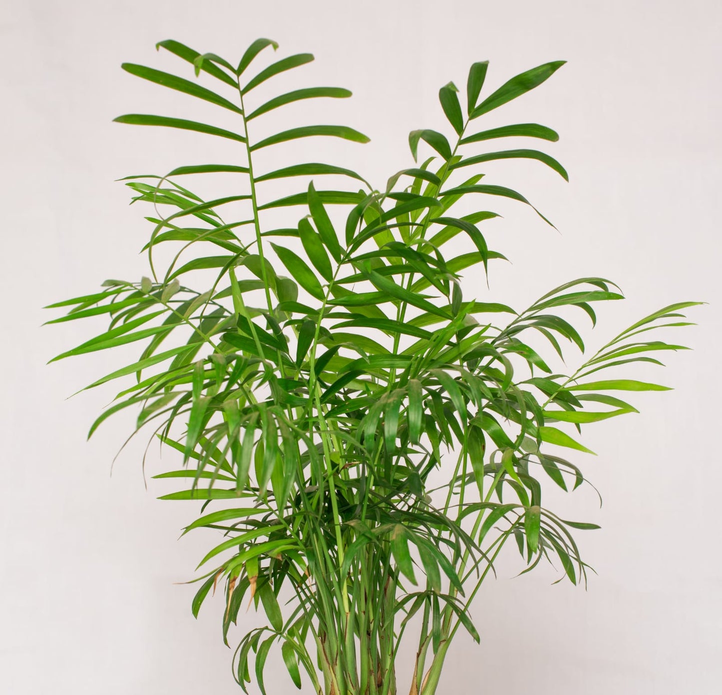 Chamaedorea elegans (Parlour palm)