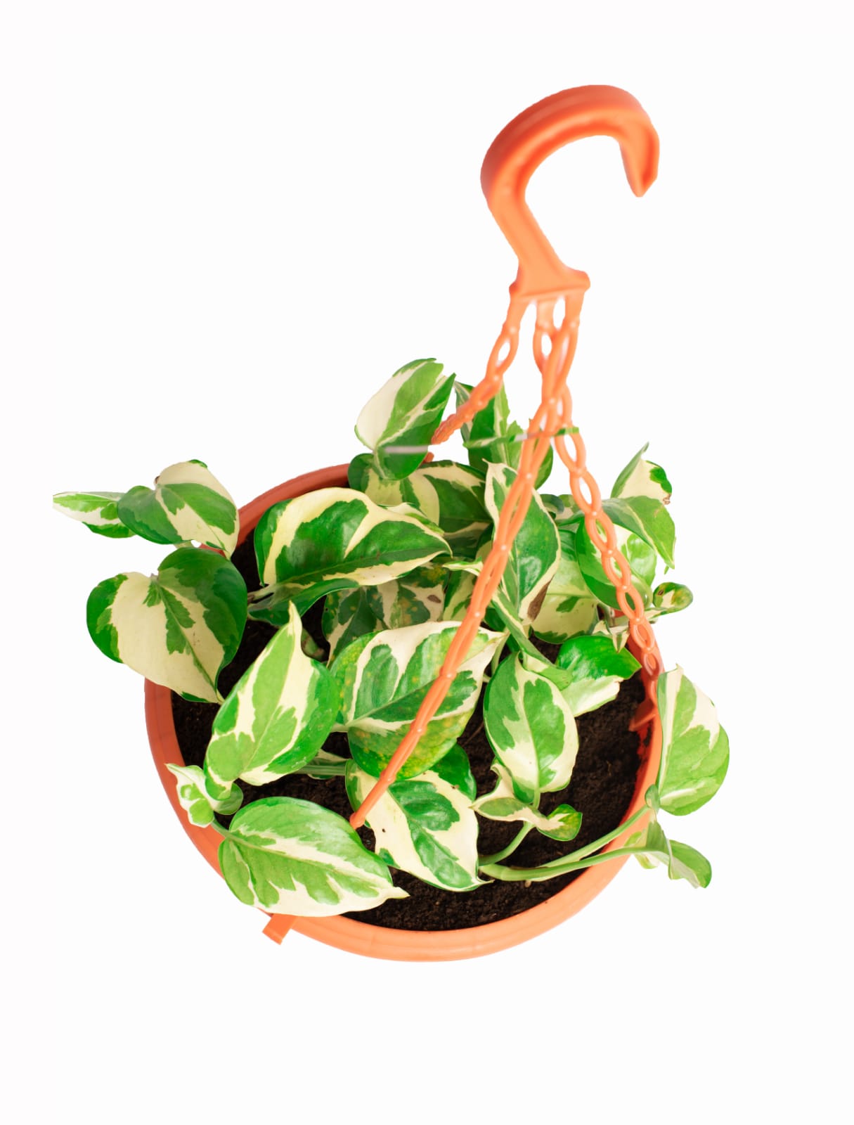 Money plant (Variegated)