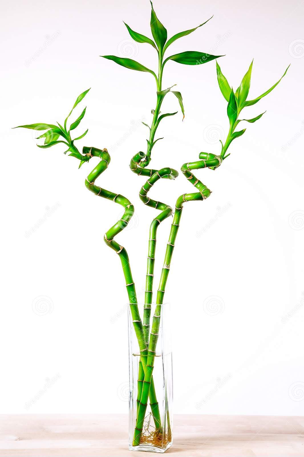 Dracaena sanderiana (Lucky spiral bamboo)