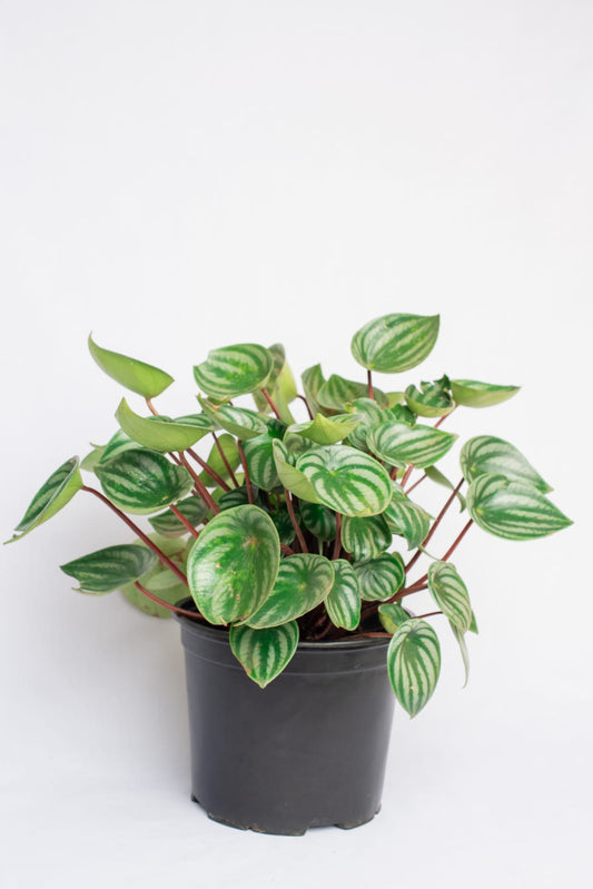 Peperomia argyreia (Watermelon Peperomia)