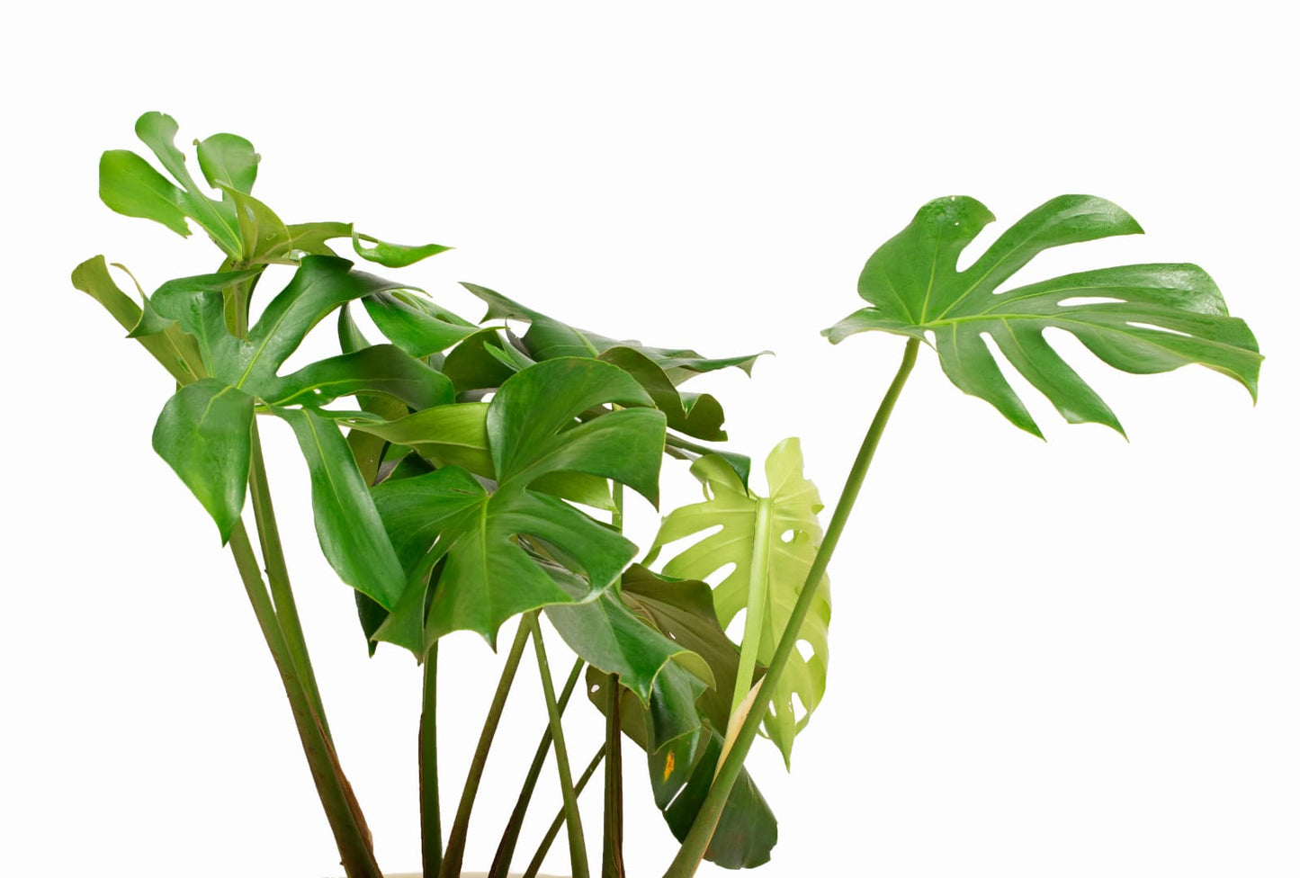 Monstera deliciosa (the Swiss cheese plant or split-leaf philodendron)