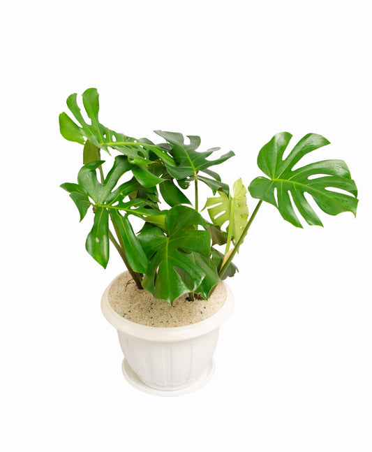 Monstera deliciosa (the Swiss cheese plant or split-leaf philodendron)