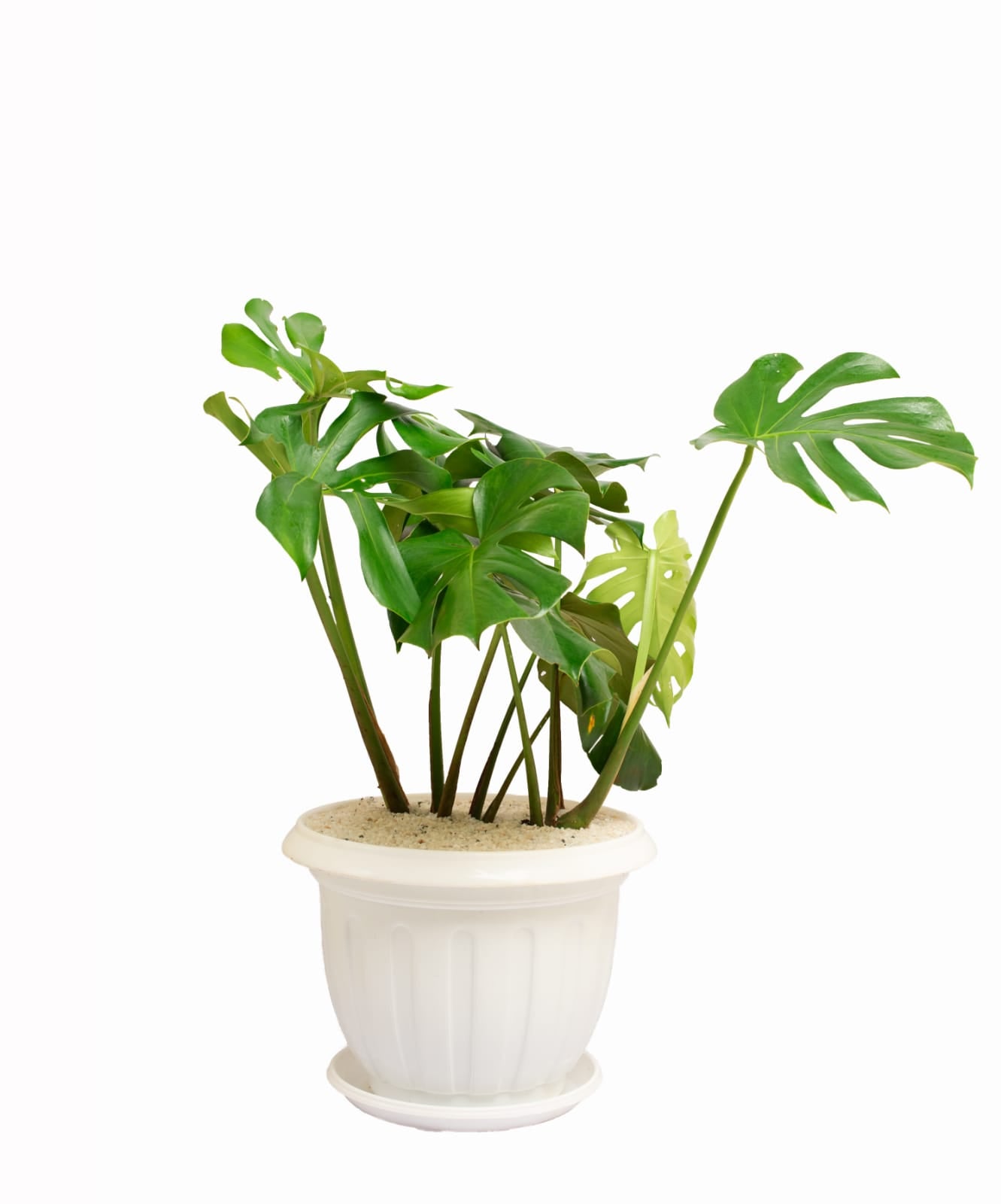 Monstera deliciosa (the Swiss cheese plant or split-leaf philodendron)