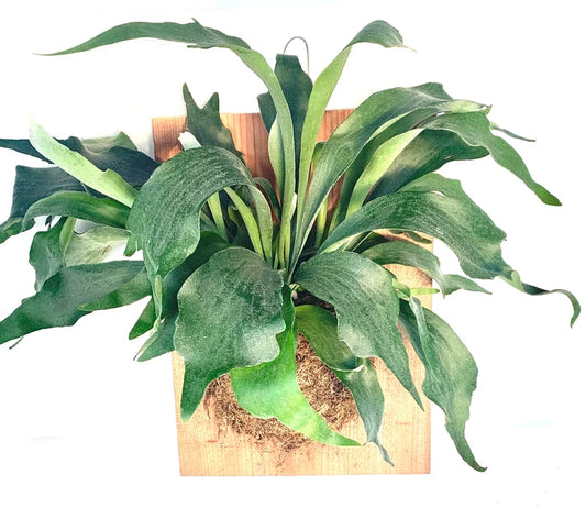 Platycerium bifurcatum (Staghorn fern)